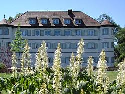 Bild vom Wasserschloss Bad Rappenau